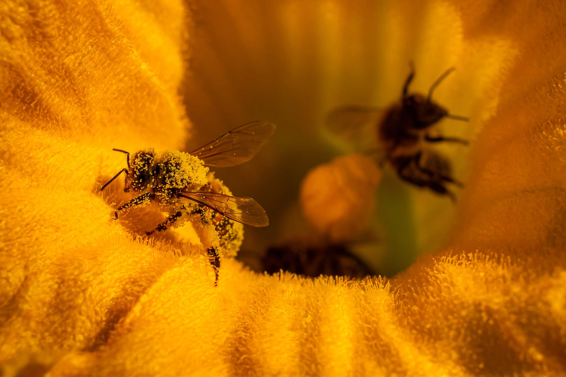 ACCUEUIL HAUT Abeille